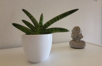 Pratique de yoga en groupe à My Yoga Loft
